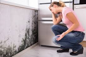 Trusted Bethlehem, NC Mold Remediation Experts